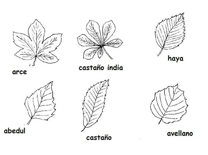 Maestra de Infantil: Hojas de otoño para colorear.