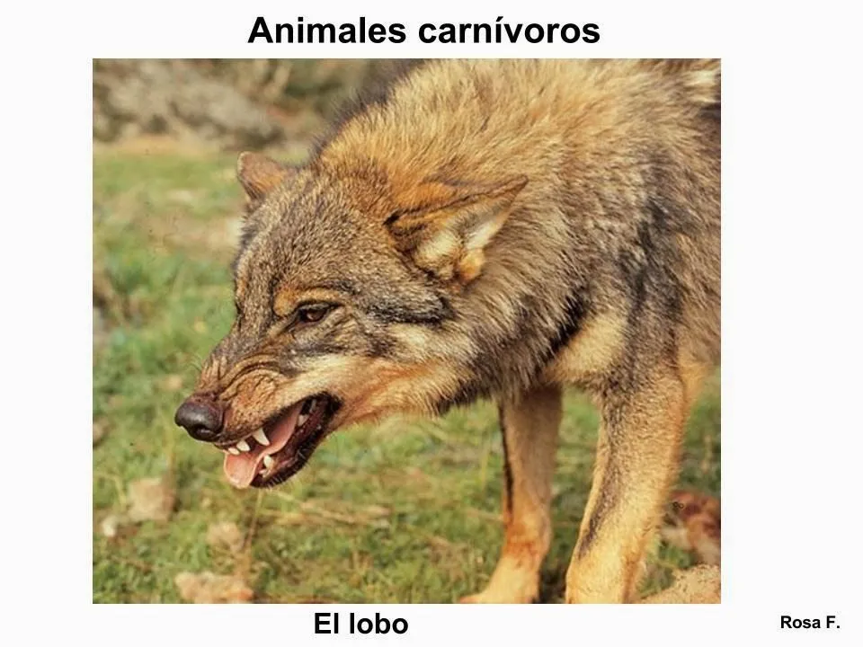 Maestra de Primaria: Animales carnívoros. Vocabulario en imágenes ...