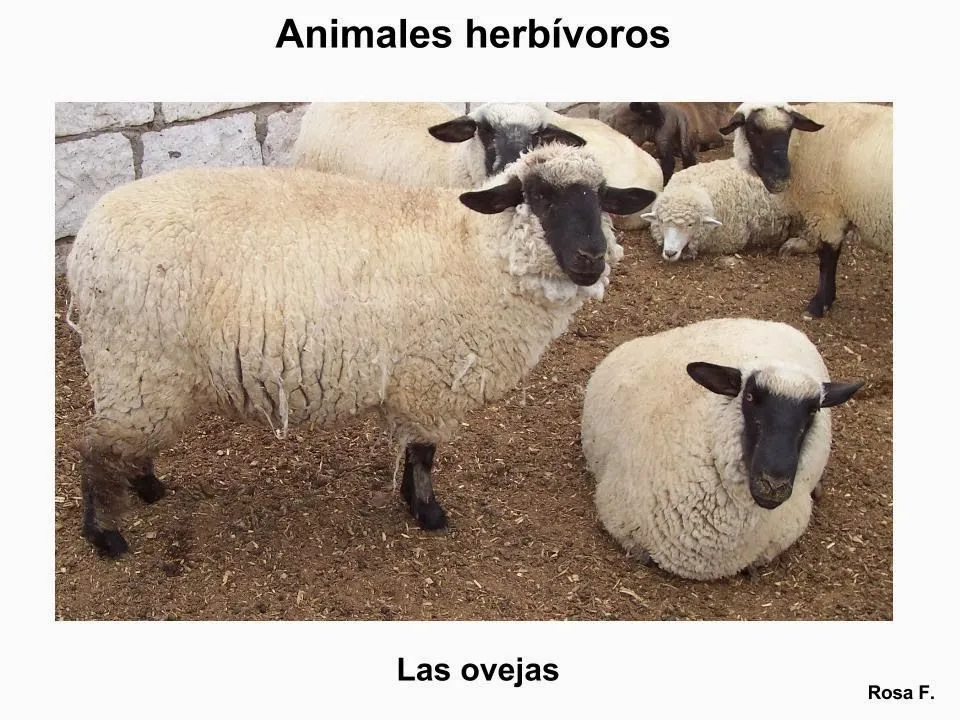 Maestra de Primaria: Animales herbívoros. Vocabulario en imágenes ...