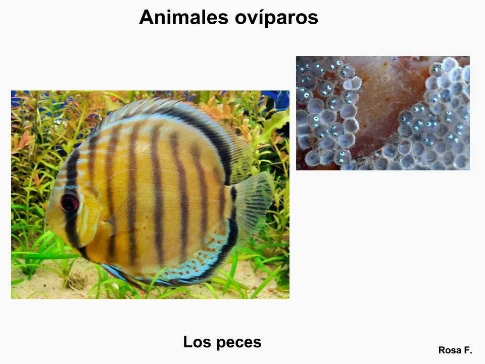 Maestra de Primaria: Animales ovíparos. Vocabulario en imágenes ...