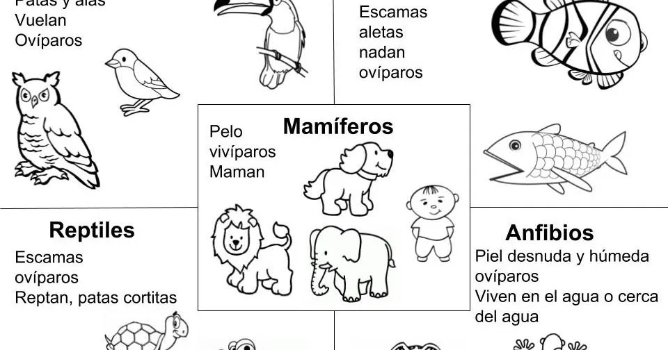 Maestra de Primaria: Ficha para colorear los 5 grupos de animales  vertebrados