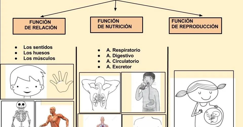 Maestra de Primaria: Funciones Vitales de los seres vivos. Nivel 2º de  Primaria.