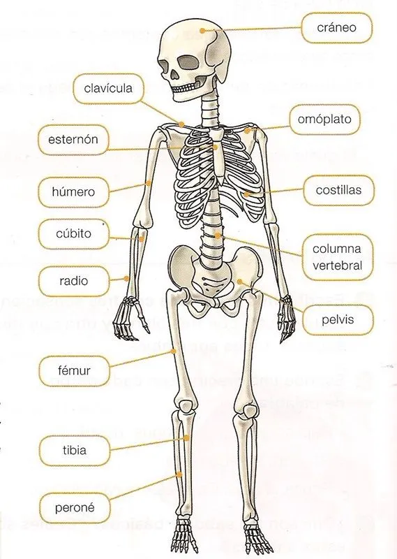 Maestra de Primaria: Los huesos y los músculos del cuerpo. El ...