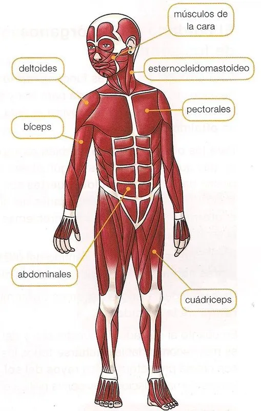 Maestra de Primaria: Los huesos y los músculos del cuerpo. El ...