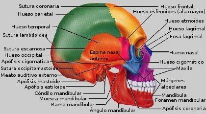 Huesos de la cara 14 - Imagui