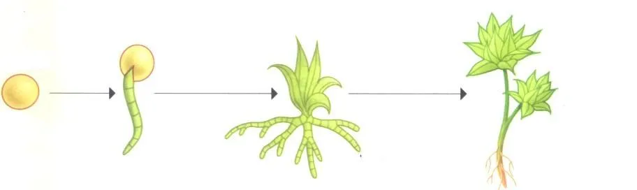 De maestro a maestro: Crecimiento de las plantas