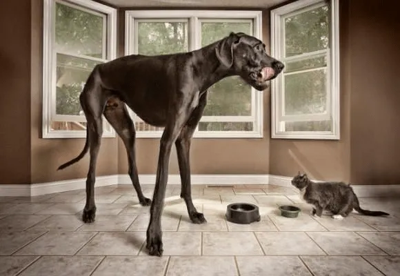 El Magazin de Merlo: Habitamos un Mundo exótico: Hoy el perro mas ...