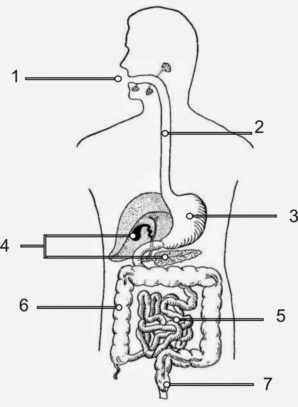 Dibujar el sistema digestivo - Imagui