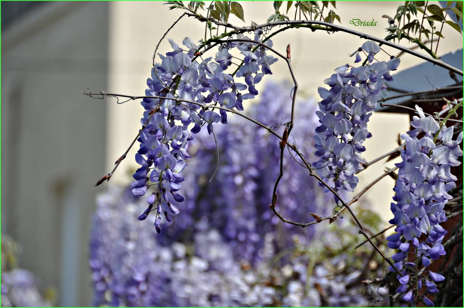 LA MAGIA DE MI JARDIN: NO LA VEO PERO ESTÁ