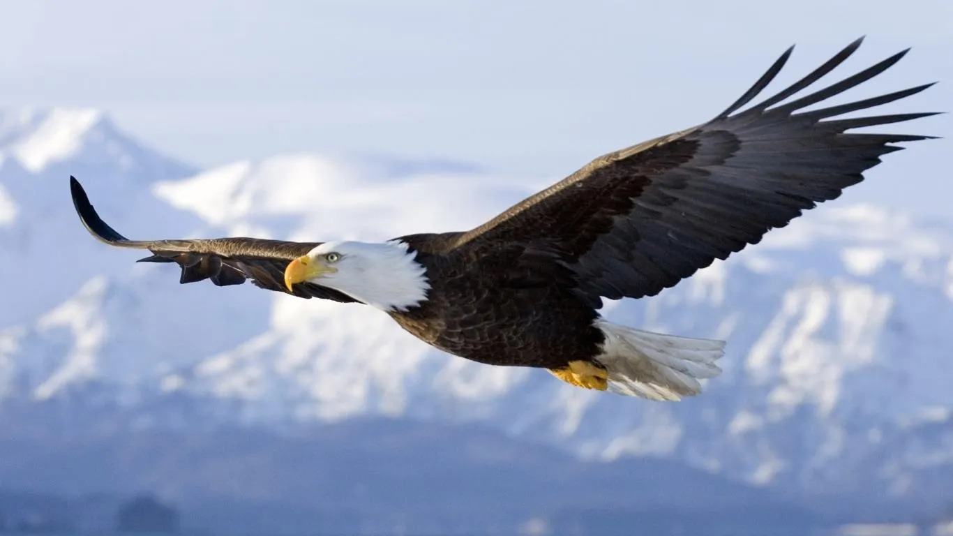 LA MAGIA DE LA NATURALEZA: LA DECISIÓN DEL AGUILA