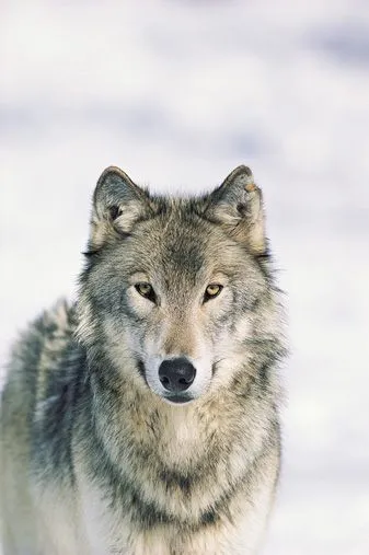 LA MÀGIA DE LES PARAULES: VIS DIN LUP: Sueño de lobo