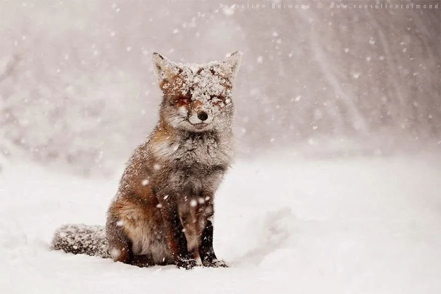 Mágicas Fotografías de Animales en Invierno - Portal Que Pasa ...