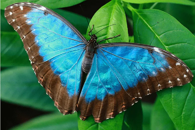 Mágico y Celestial☆: Bellas Mariposas