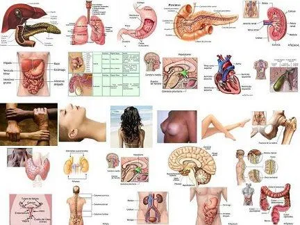 El Mágico Despertar de los Sentidos: LOS ÓRGANOS DEL CUERPO Y SUS ...