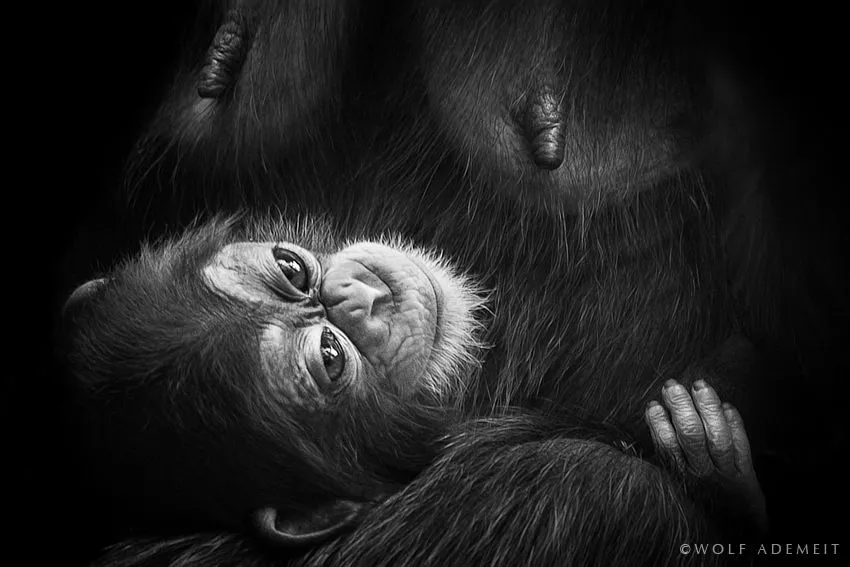 Magníficas fotografías en blanco y negro de animales por Wolf ...