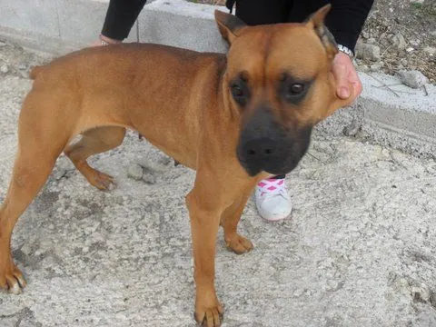 Magui, un cruce potencialmente cariñoso | En busca de una segunda ...