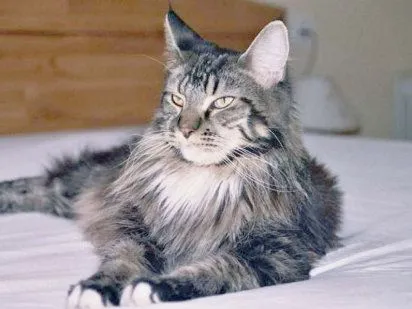 Maine Coon | Cuidar de tu gato es facilisimo.com