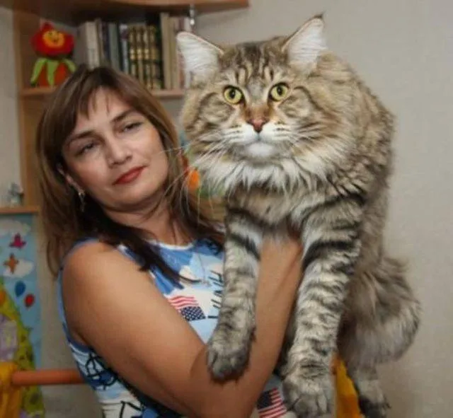 Maine Coon, la raza de gatos gigantes - Taringa!