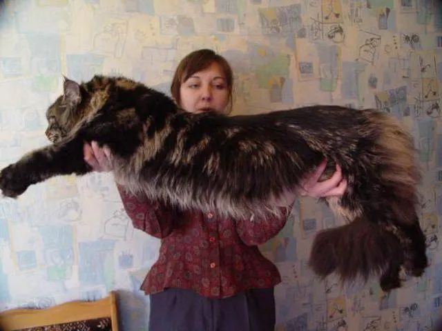 Maine Coon, la raza de gatos gigantes - Taringa!