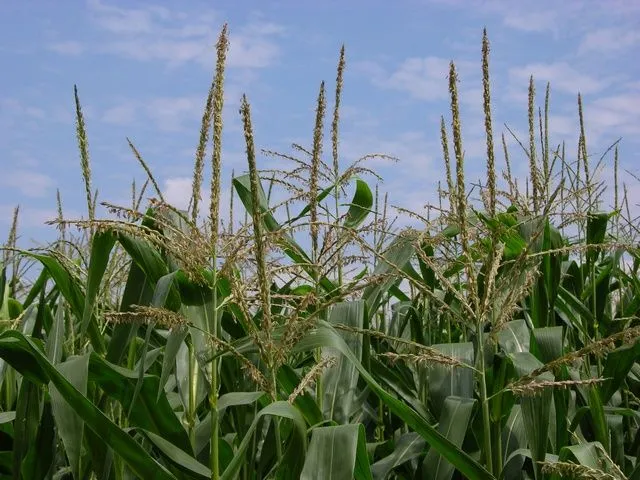 Maize (Zea mays) Biopix photo/image 23843