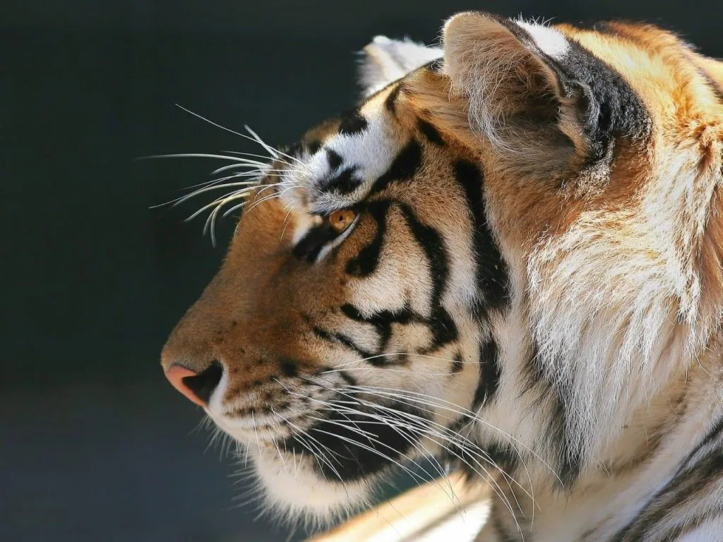 La majestuosidad del Tigre de Bengala no lo iguala animal alguno en el ...