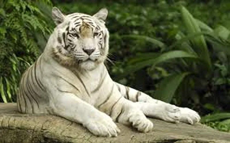 El majestuoso tigre blanco - Taringa!