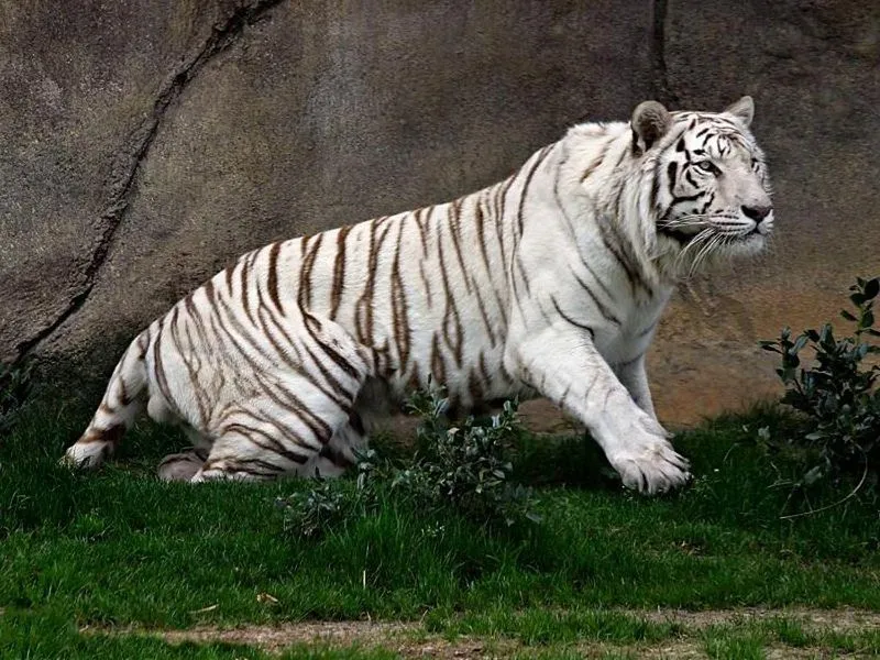 El majestuoso tigre blanco - Taringa!