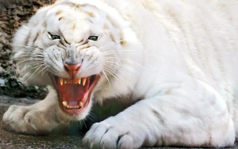 El majestuoso tigre blanco - Taringa!