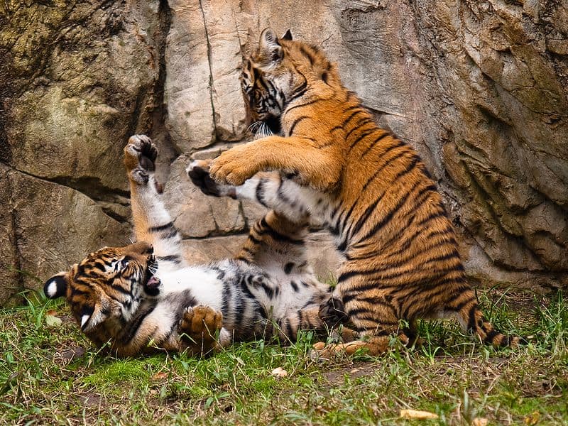 Malayan Tiger (Panthera Tigris Jacksoni) - Animals - A-Z Animals ...