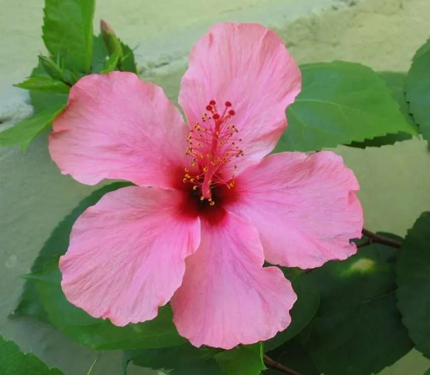 El maletin de la señorita Sonso: Manicura HIBISCO, flor del estado ...