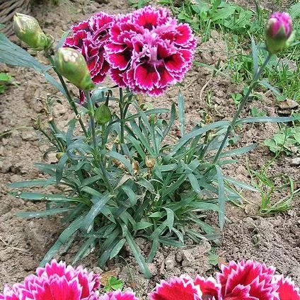 MALINALLI · herbolaria médica: CLAVEL, carnation - Dianthus ...