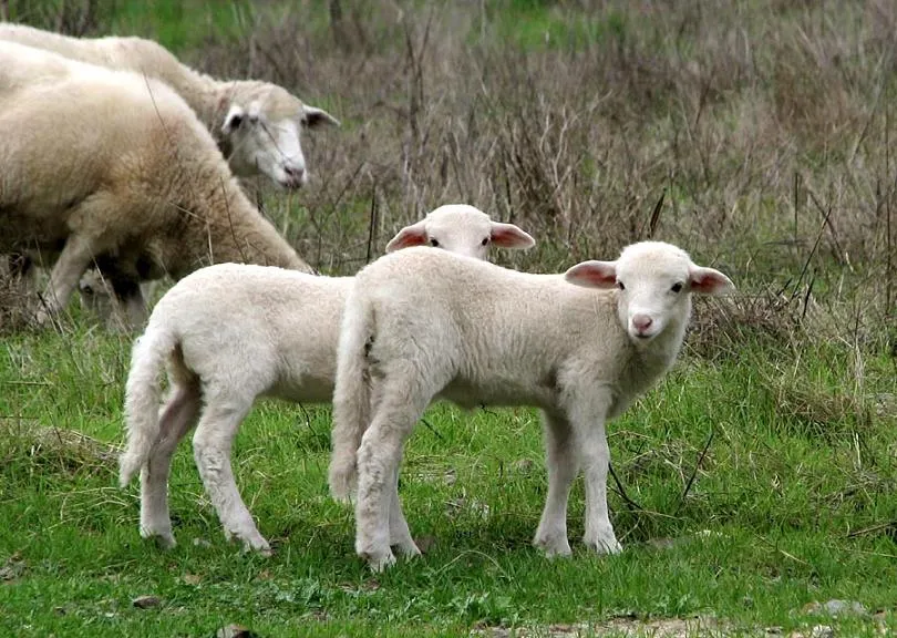 Mallorca es así también: ANIMALES EN EL CAMPO