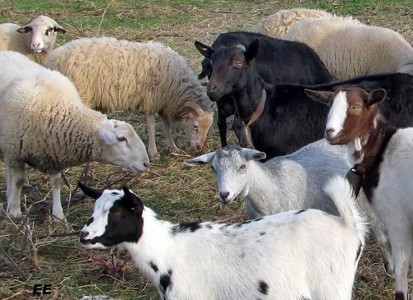 Mallorca es así también: ANIMALES DE CAMPO