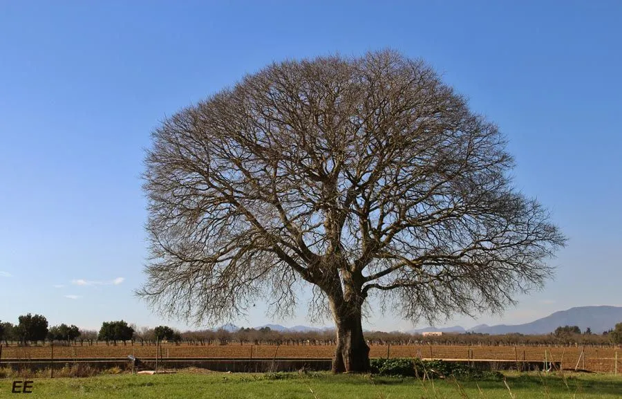 Mallorca es así también: Arboles en invierno