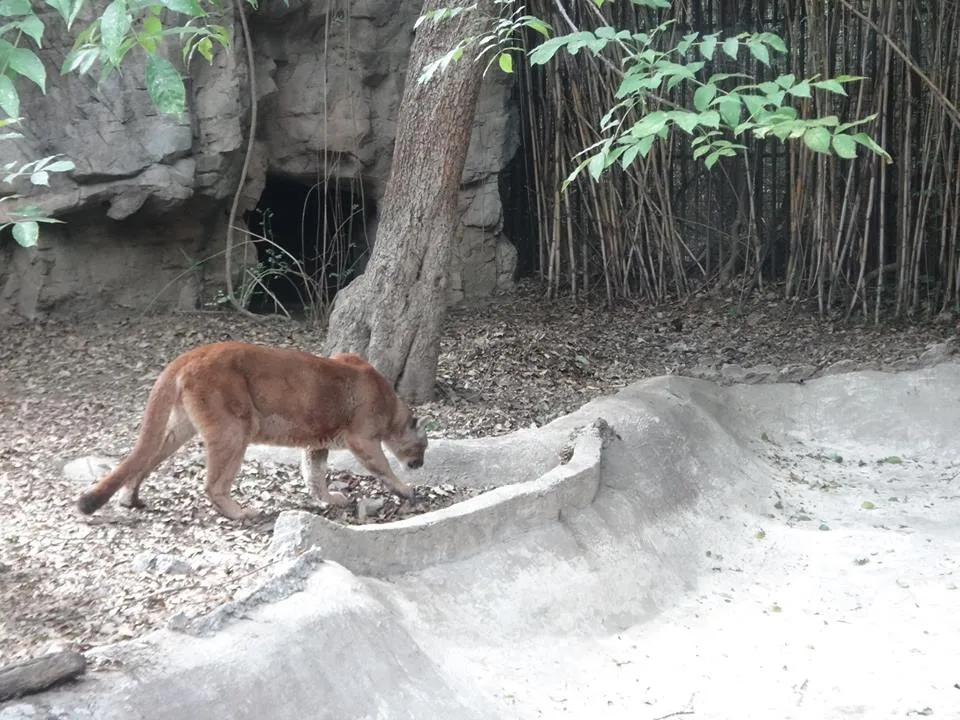 Maltrato Animal en el Zoológico de Chapultepec