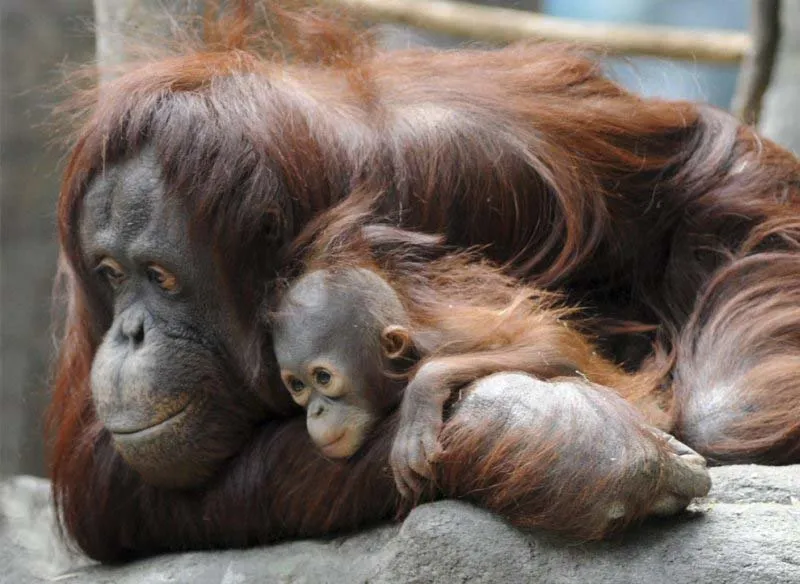 Mamá orangután y su cría