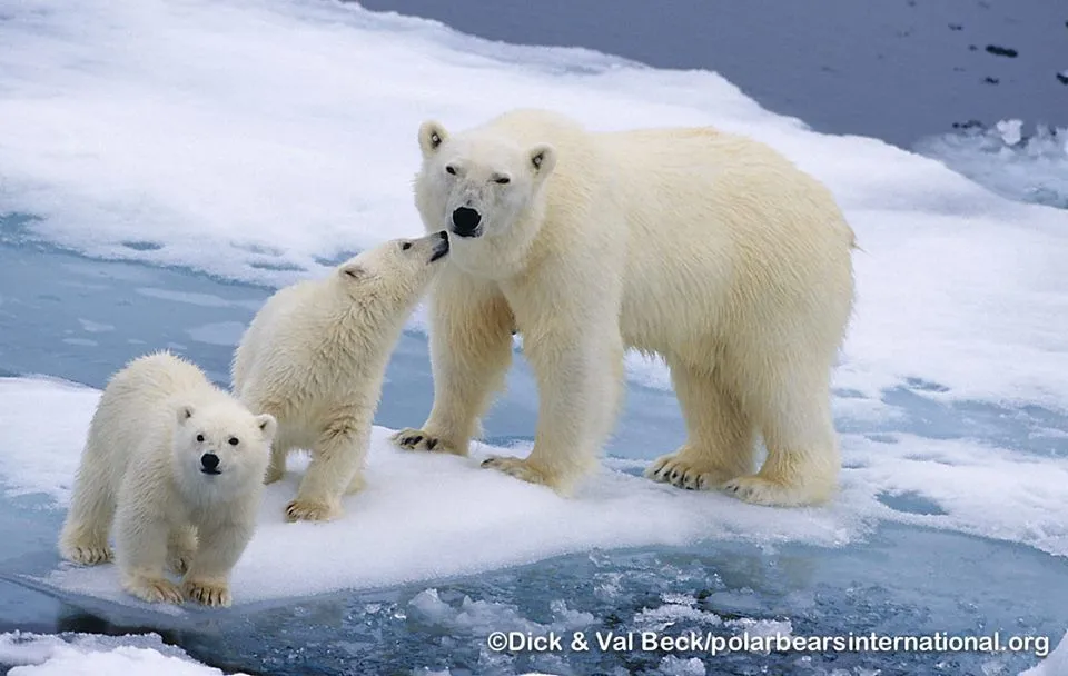 Mama osa polar y 2 oseznos | HISTORIA, CIENCIA, AZTECAS, MITO ...