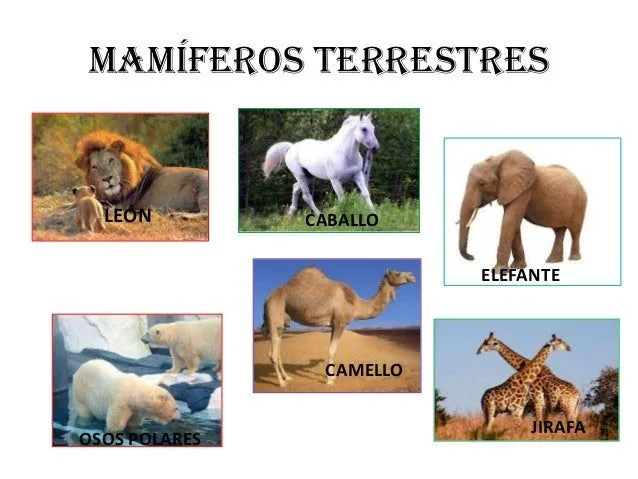 Los mamíferos