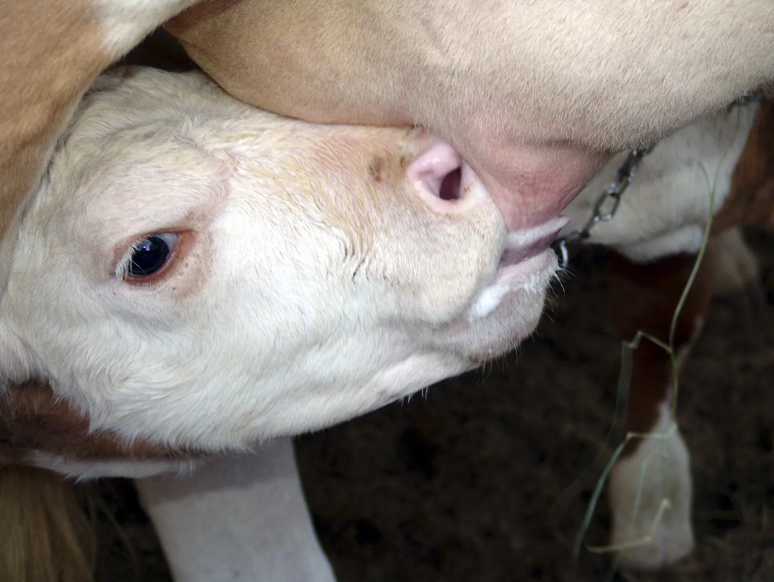 Os mamíferos se alimentam do leite da mãe quando são filhotes...