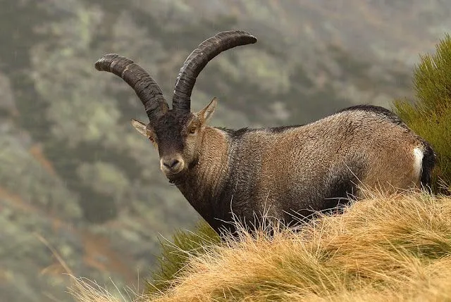 GRANDES MAMÍFEROS DE ALTA MONTAÑA | edugomez