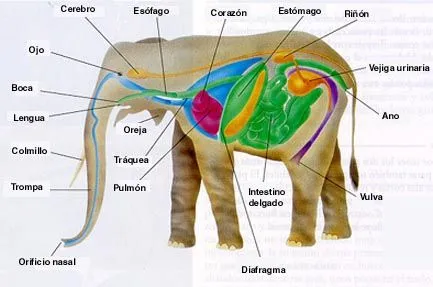 MAMIFEROS | LOS ANIMALES