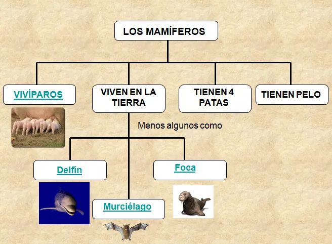 mamíferos | Blog de 1º de E.P. Colegio Vedruna (