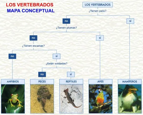 MAMÍFEROS . MAPA CONCEPTUAL-EL CLARIÓN DIGITAL