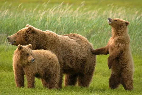 Mamíferos omnívoros - Animales Omnívoros