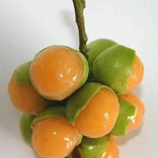 Mamones | Tropical fruits | Pinterest