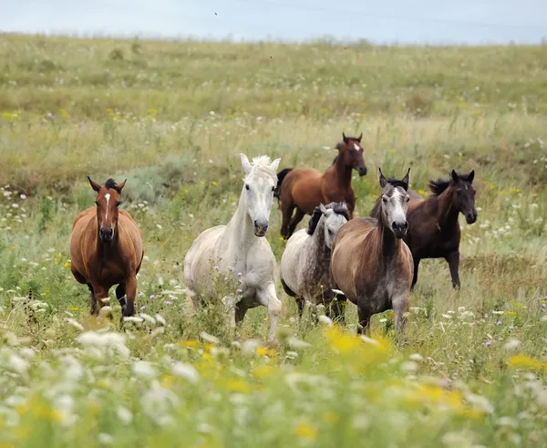 manada de caballos salvajes corriendo en el campo — Foto stock ...
