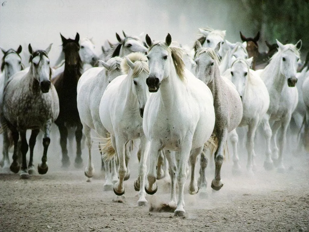 manada de hermosos caballos