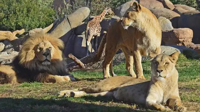 Manada de leones en Bioparc Valencia - ABC.es