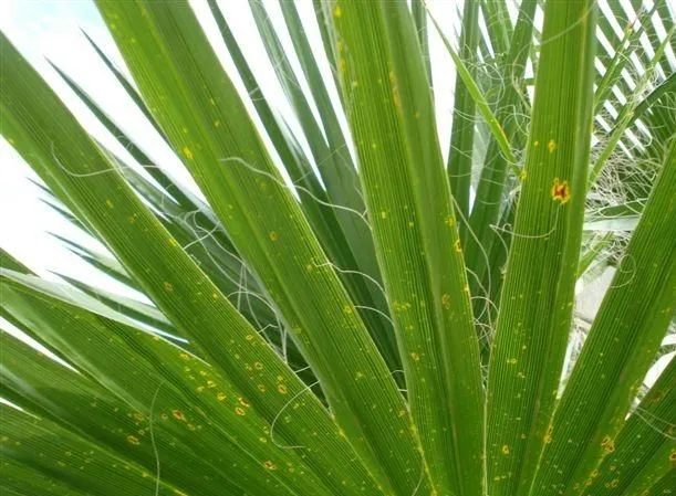 Manchas en hojas de palmeras - Foro de InfoJardín