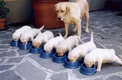 Mandar postal: Cachorros comiendo